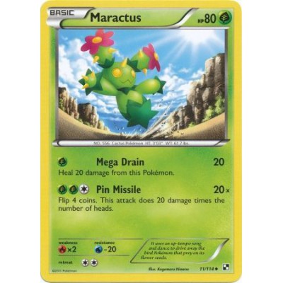 Maractus