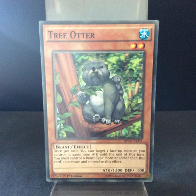 Tree Otter