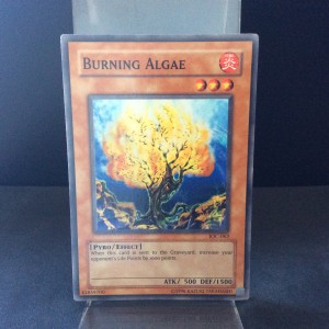 Burning Algae