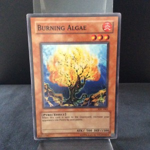 Burning Algae
