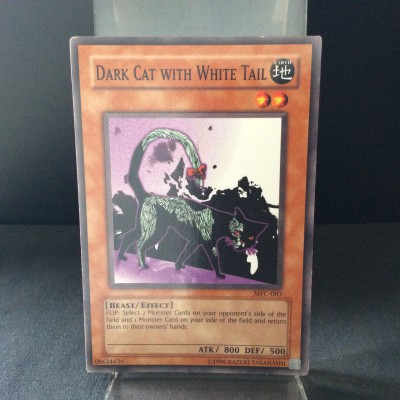 Dark Cat with White Tail