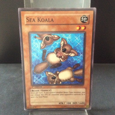 Sea Koala