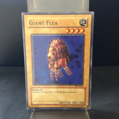 Giant Flea